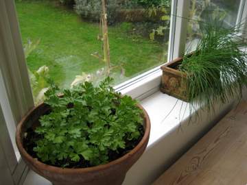 Parsley and chives on a sunny windowsill